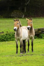 Przewalski's horse (Equus ferus przewalskii) standing on a meadow, Austria, Germany