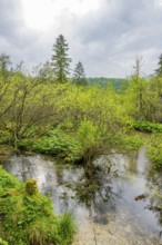 Lanscape of a little stream flowing through the forest in spring on a rainy day, Bavaria, Germany
