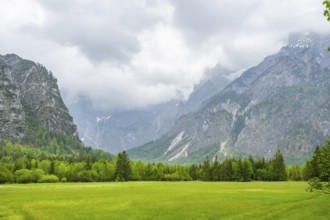 Spring meadow with the Alps in the background on a rainy day, Traunkirchen, Salzkammergut, Austria