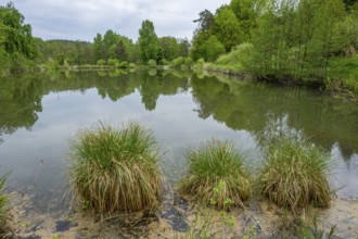 Landscape of a little lake on a cloudy day in spring, Upper Palatinate, Bavaria, Germany