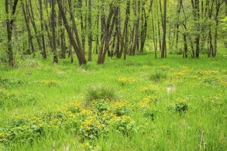 Moorland with blooming Marsh-marigold (Caltha palustris) in a Common alder (Alnus glutinosa) forest