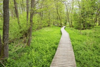 Walking trail going through the forest in spring on a cloudy day, Bavaria, Germany