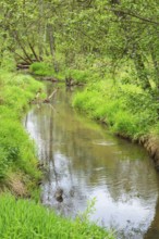 Lanscape of a little stream flowing through the forest in spring on a rainy day, Bavaria, Germany