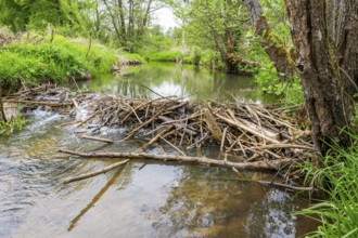 Dam of a Eurasian beaver (Castor fiber) in a small stream, Upper Platine, Bavaria, Germany