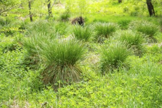 Greater tussock-sedge (Carex paniculata) grass bushes in a forest next to a little lake in spring,