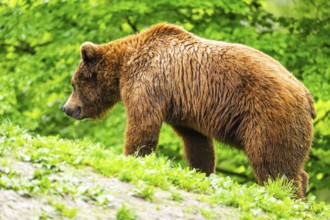 Eurasian brown bear (Ursus arctos arctos) in a forest, Austria