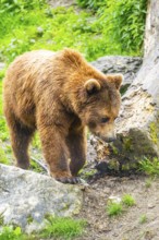 Eurasian brown bear (Ursus arctos arctos) in a forest, Austria