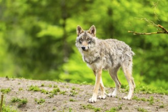 Eurasian wolf (Canis lupus lupus) in a forest, Austria
