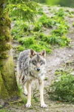 Eurasian wolf (Canis lupus lupus) in a forest, Austria
