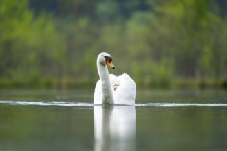 Mute swan (Cygnus olor) swimming on a lake, Austria