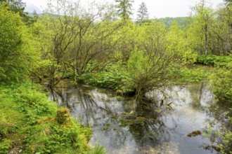 Lanscape of a little stream flowing through the forest in spring on a rainy day, Bavaria, Germany