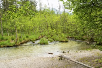 Landscape of Lake Almsee on a rainy day in spring, Salzkammergut, Austria