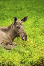 Eurasian elk (Alces alces) lying next to a little lake, Austria