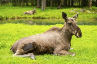 Eurasian elk (Alces alces) lying next to a little lake, Austria