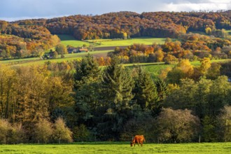 Autumn landscape in Elfringhauser Switzerland, south of Velbert-Langenberg, Viehweide, Germany