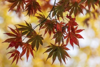 Japanese Japanese maple (Acer palmatum Trompenburg) in autumn leaves, Emsland, Lower Saxony,