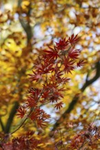 Japanese Japanese maple (Acer palmatum Trompenburg) in autumn leaves, Emsland, Lower Saxony,