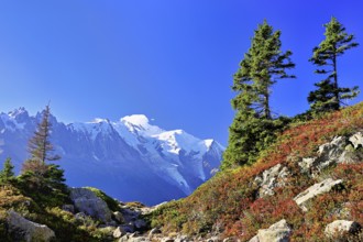 Firs stand in an autumnal landscape with the snow-covered Mont Blanc massif in the background,