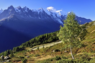 Mountain forest in an autumnal landscape with the snow-covered Mont Blanc massif in the background,