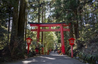 Trail through the forest with red torii, Hakone Shrine, Shinto Shrine, Hakone, Japan