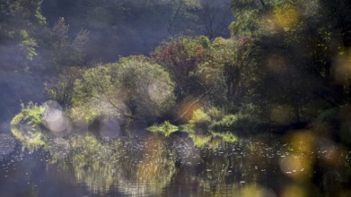 Autumn landscape, trees reflected in water, Thaya River, Thaya Valley National Park, Lower Austria,