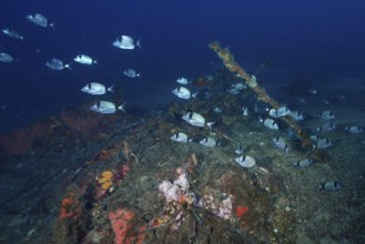Silver fish, two-banded bream (Diplodus vulgaris) swimming over an overgrown wreck on the seabed in