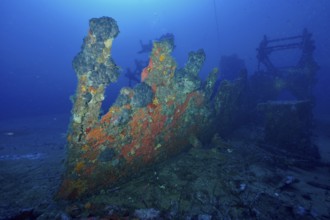 Shipwreck covered with sea sponges is dilapidated on the seabed in the blue ocean in the