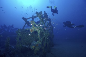 Divers and fish, Mediterranean sea bass (Anthias anthias), circle a wreck overgrown by sea sponges