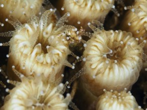 Close-up of blossom-like, beige-colored coral, lawn coral (Cladocora caespitosa) in the