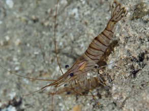 Close-up of striped shrimp, saw shrimp, large rock shrimp (Palaemon serratus), on sandy seabed in