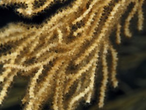 Close-up of yellow gorgony (Eunicella cavolinii) with fine texture in the Mediterranean near