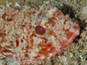 Close-up of Little Red Dragon Head (Scorpaena notata) with a clear eye on the seabed in the