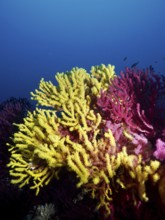 Bright yellow and pink corals, yellow gorgonia (Eunicella cavolinii) and color-changing gorgony