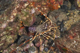 European crawfish (Palinurus elephas) resting on a colorful reef in the Mediterranean near Hyères,