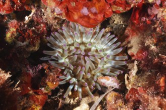 A brightly colored sea anemone, rock rose (Cribrinopsis crassa), unfolds its tentacles in the