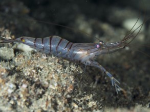 Side view of a shrimp, saw shrimp, large rock shrimp (Palaemon serratus), in an underwater