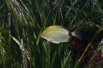 A ringed bream (Diplodus anularis), bream, swims through green seagrass, Neptune grass (Posidonia