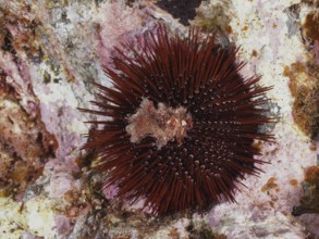 Red-brown rock urchin (Paracentrotus lividus), sea urchin, on a rocky ground in the Mediterranean