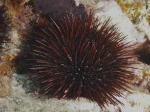 Red-brown rock urchin (Paracentrotus lividus), sea urchin, in an underwater landscape in the