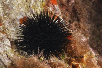 Black sea urchin (Arbacia lixula) on a reef surrounded by algae in the Mediterranean near Hyères,
