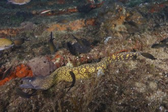 Camouflaged yellow Mediterranean moray eel (Muraena helena) snakes across the seabed in the