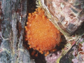 Bright orange sea sponge, sea orange (Tethya aurantium) between rocks at the bottom of the sea in