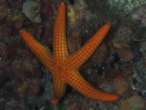 An orange starfish (Hacelia attenuata) on the seabed between seaweed in the Mediterranean near