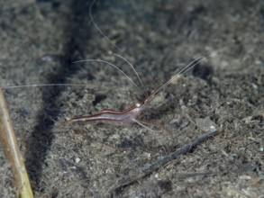 A shrimp with long, thin antennae, unicorn shrimp (Plesionika narval), crawls across the dark