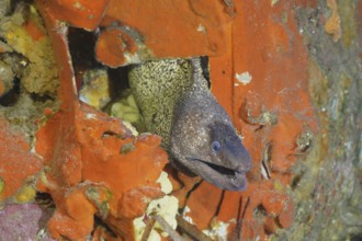 A Mediterranean moray eel (Muraena helena) looks out of the engine compartment of an airplane wreck