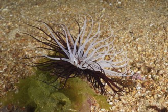 Purple-white cylindrical rose (Cerianthus membranaceus) on sandy seabed next to algae in the