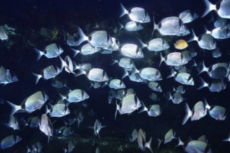 Fish swarm of silvery two-banded bream (Dipoldus vulgaris) in deep blue water with light
