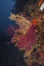 Colourful coral reef with a starfish, red starfish (Echinaster sepositus), colour-changing gorgony
