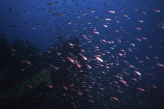 Swarm of small fish, Mediterranean sea bass (Anthias anthias), swimming in the deep blue