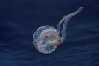 Transparent jellyfish (Pelagia noctiluca) swims in the deep blue Mediterranean near Hyères, Giens